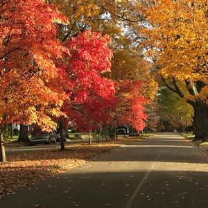 Meet your Posher, Betsy